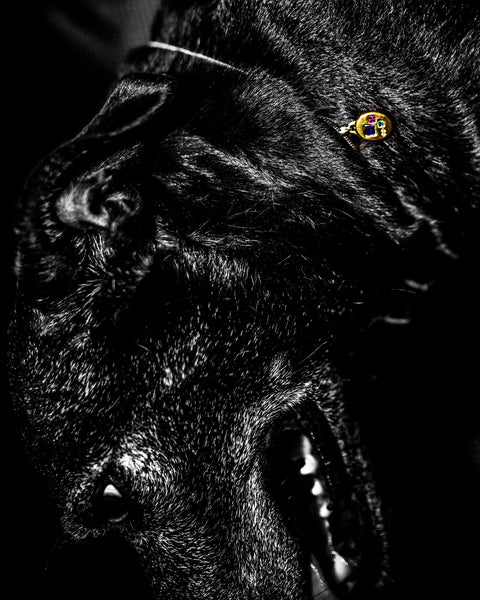 Three Stone Pendant in 24ct gold plate — worn on a black dog's collar